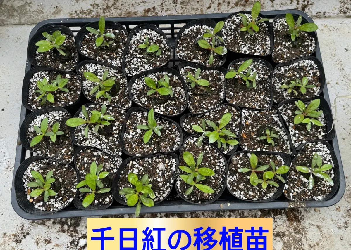 楽しみな苗、花芽、つぼみ｜園芸日記byMemoryofHappyRose｜みんなの