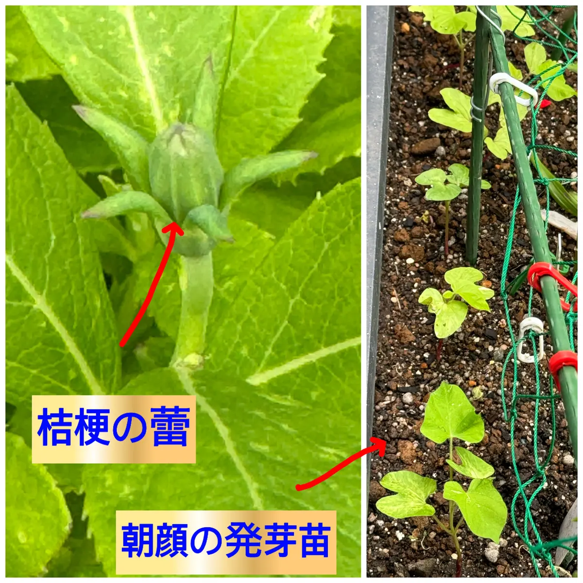 楽しみな苗、花芽、つぼみ｜園芸日記byMemoryofHappyRose｜みんなの
