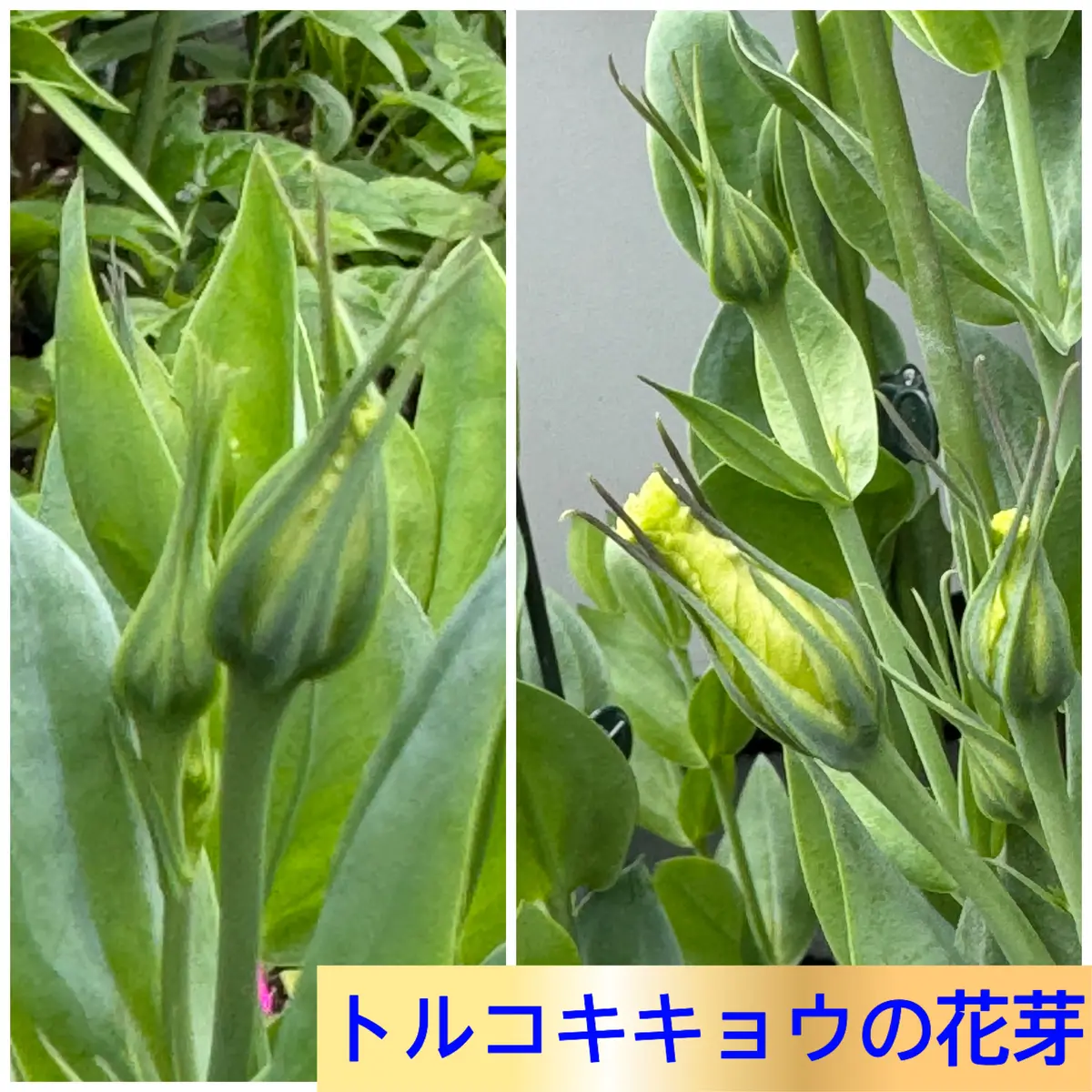 楽しみな苗、花芽、つぼみ｜園芸日記byMemoryofHappyRose｜みんなの