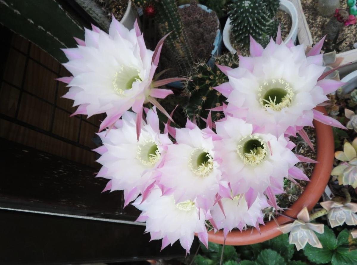 🌵サボテンなごや金鯱(キンシャチ)の花｜園芸日記byロッキー｜みんなの 