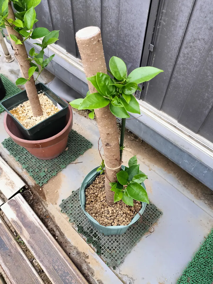 また沖縄から枝を頼み挿し木や接ぎ木をしました。｜園芸日記byRYO2400