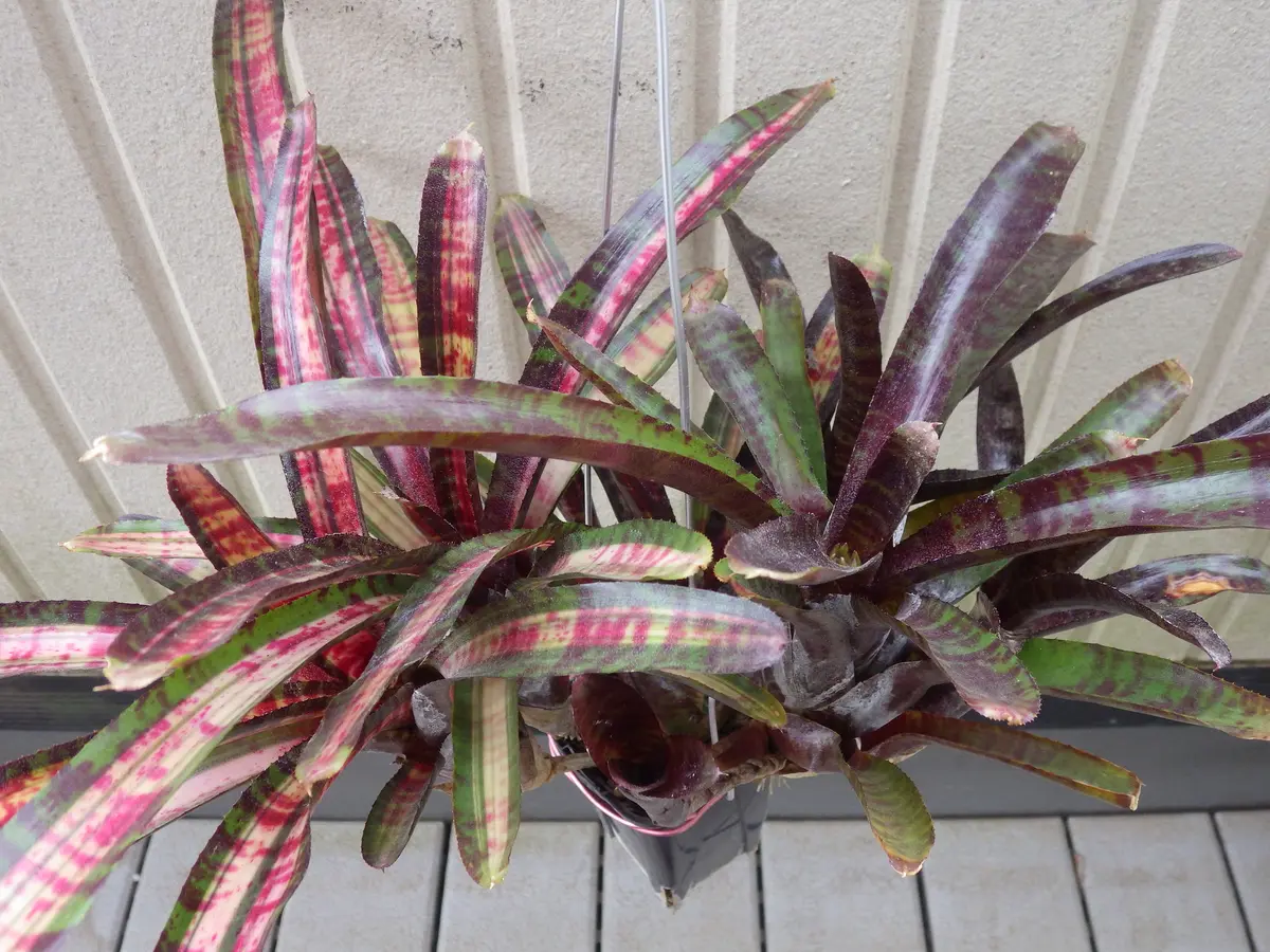 Neoregeliaセット② Neoregelia Blueberry Blizzard ネオレゲリア