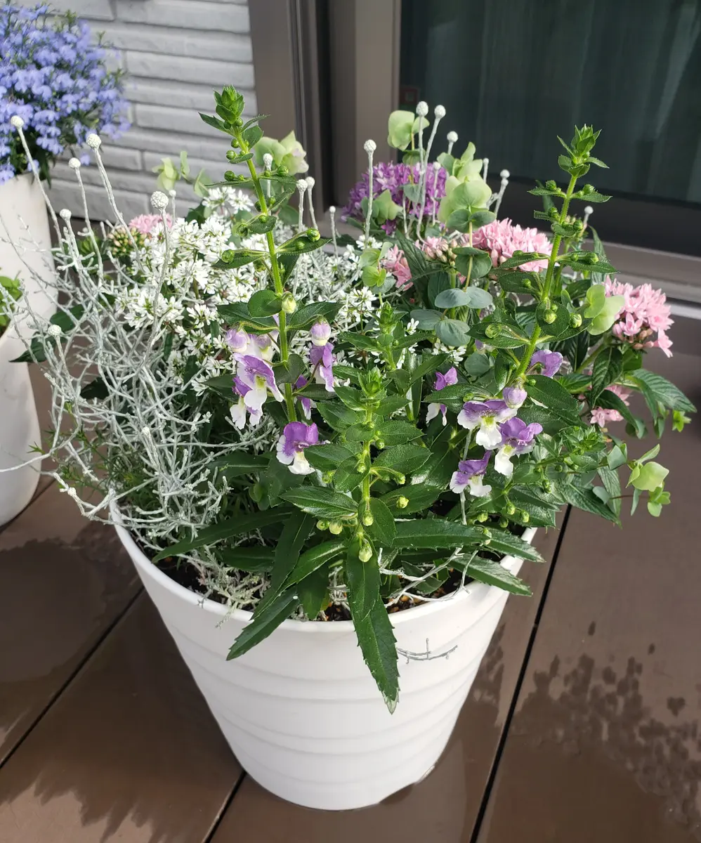 夏向けの寄せ植え〔写真3枚目〕-みどりガーデンさんの日記｜みんなの