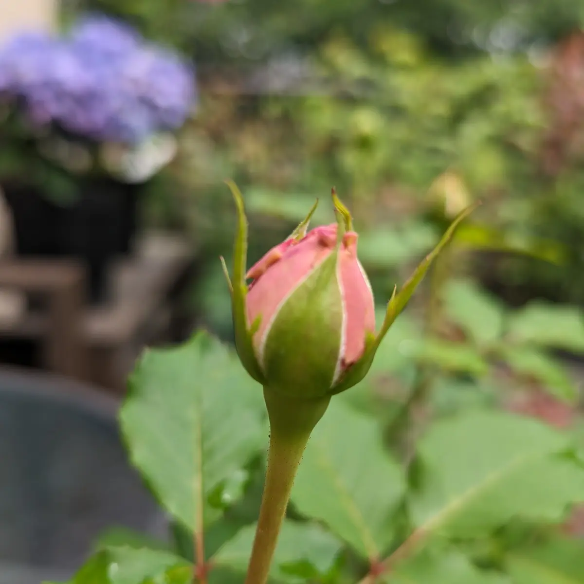 二番花始動🌹｜園芸日記byかよぽち｜みんなの趣味の園芸｜1217124