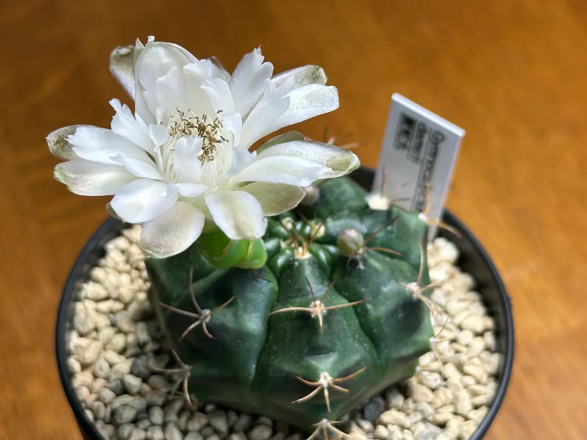 ギムノカリキウム・ダムシー再び開花｜園芸日記byks4989｜みんなの趣味