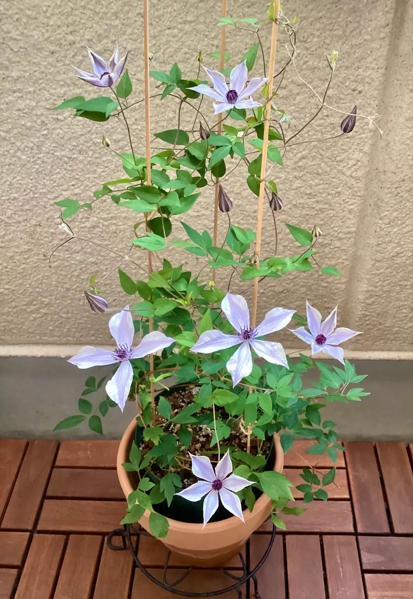 【一部予約販売】 クレマチス・風の方位ちゃんと咲きました！ と、日々草モネ 鉢花