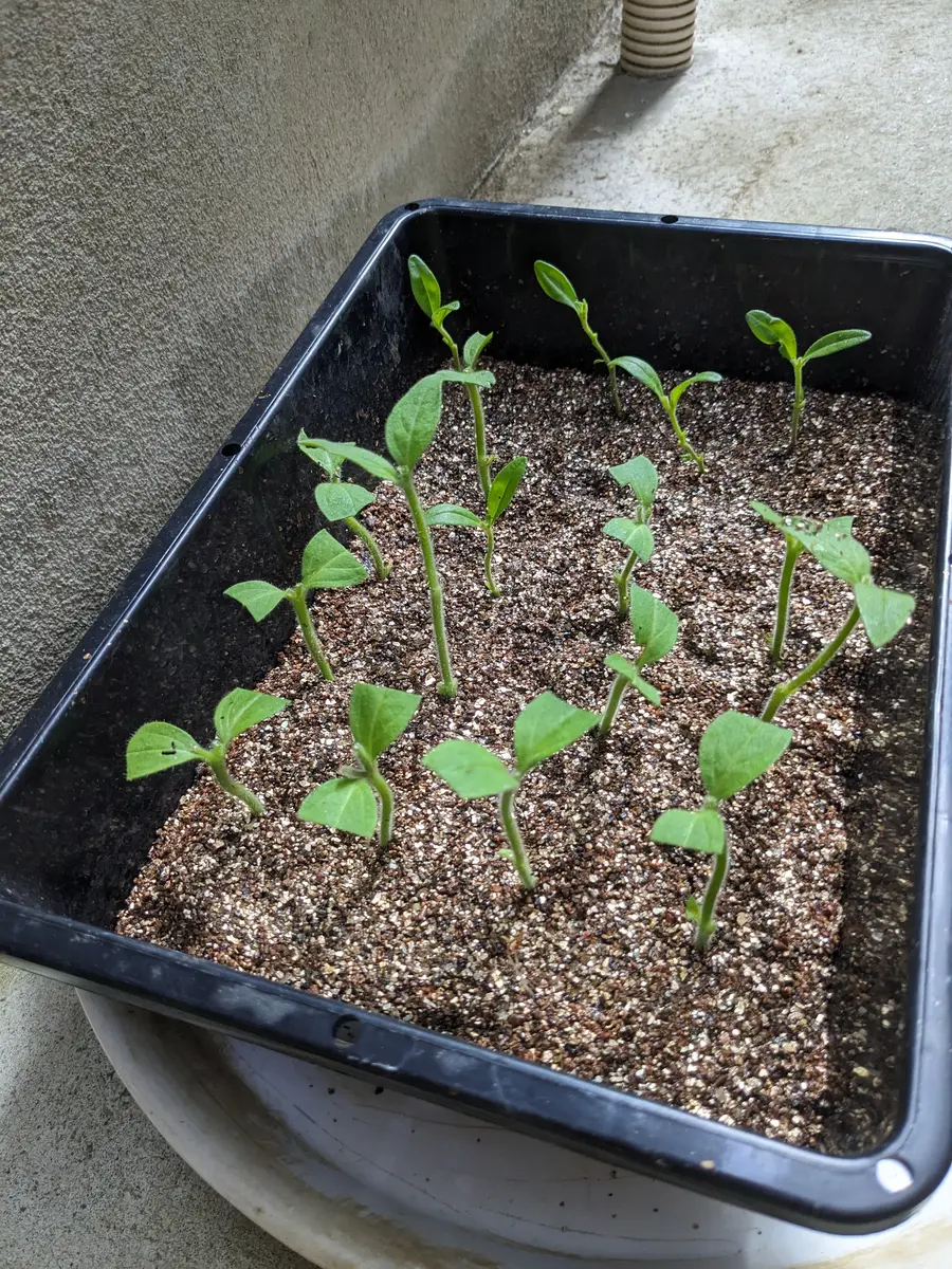 カーティシー/茎伏せ/発根済み/発芽予兆有り/親株は10年以上前入手 カーティシー/茎伏せ/発根済み/発芽予兆有り/親株は10年以上前入手