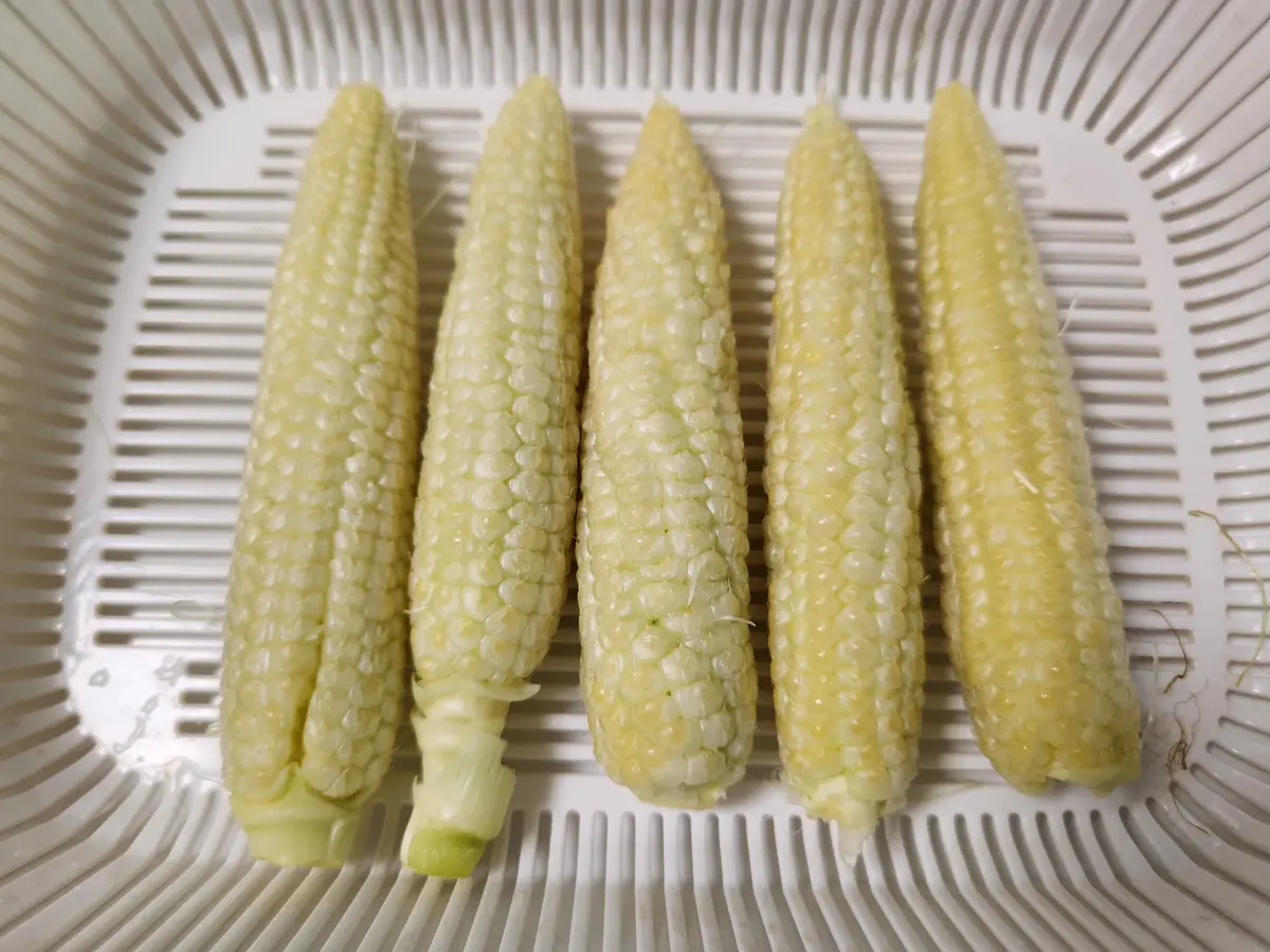 ヤングコーンを収穫、少し遅かった、残念！｜園芸日記by果物屋