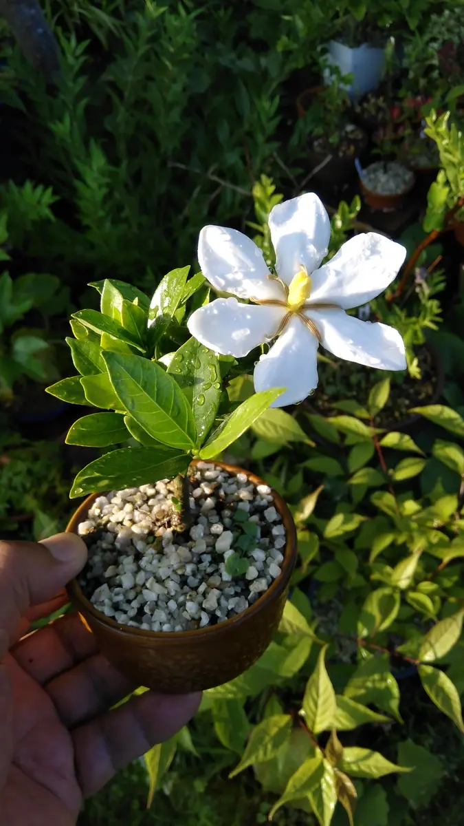 入園入学祝い ミニ盆栽「梔子(クチナシ)」の花｜園芸日記byshinji70｜みんなの 盆栽