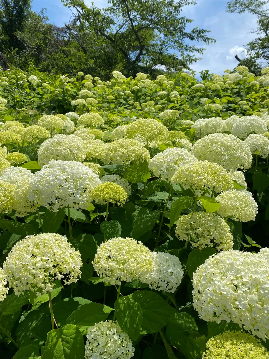 サマーランドのアナベル|園芸日記byぴょこぴょこ|みんなの趣味 サマーランドのアナベル|園芸日記byぴょこぴょこ|みんなの趣味