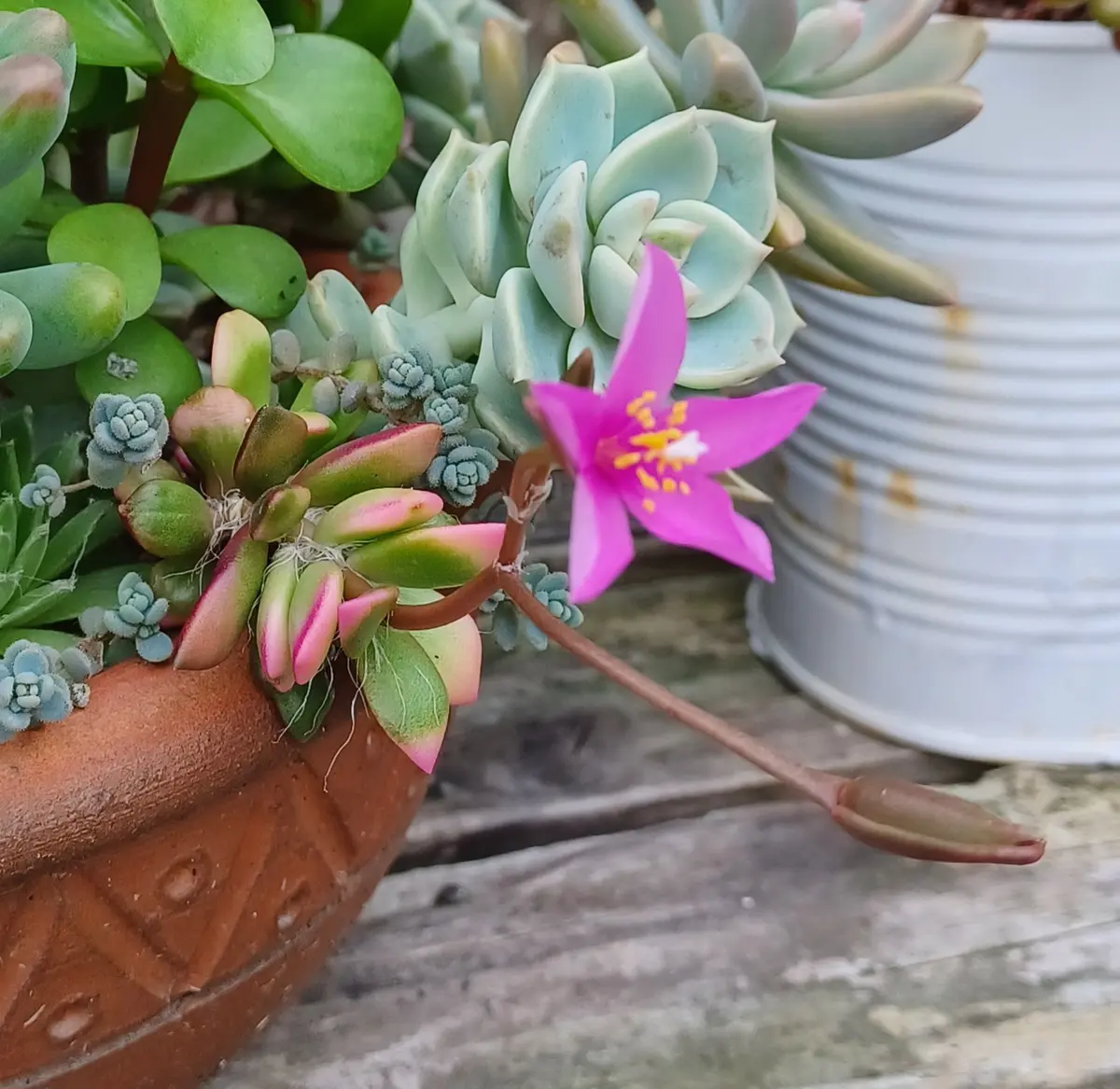 多肉植物 桜吹雪?初めて咲いた|園芸日記byハナトイチ 多肉植物 桜吹雪?初めて咲いた|園芸日記byハナトイチ