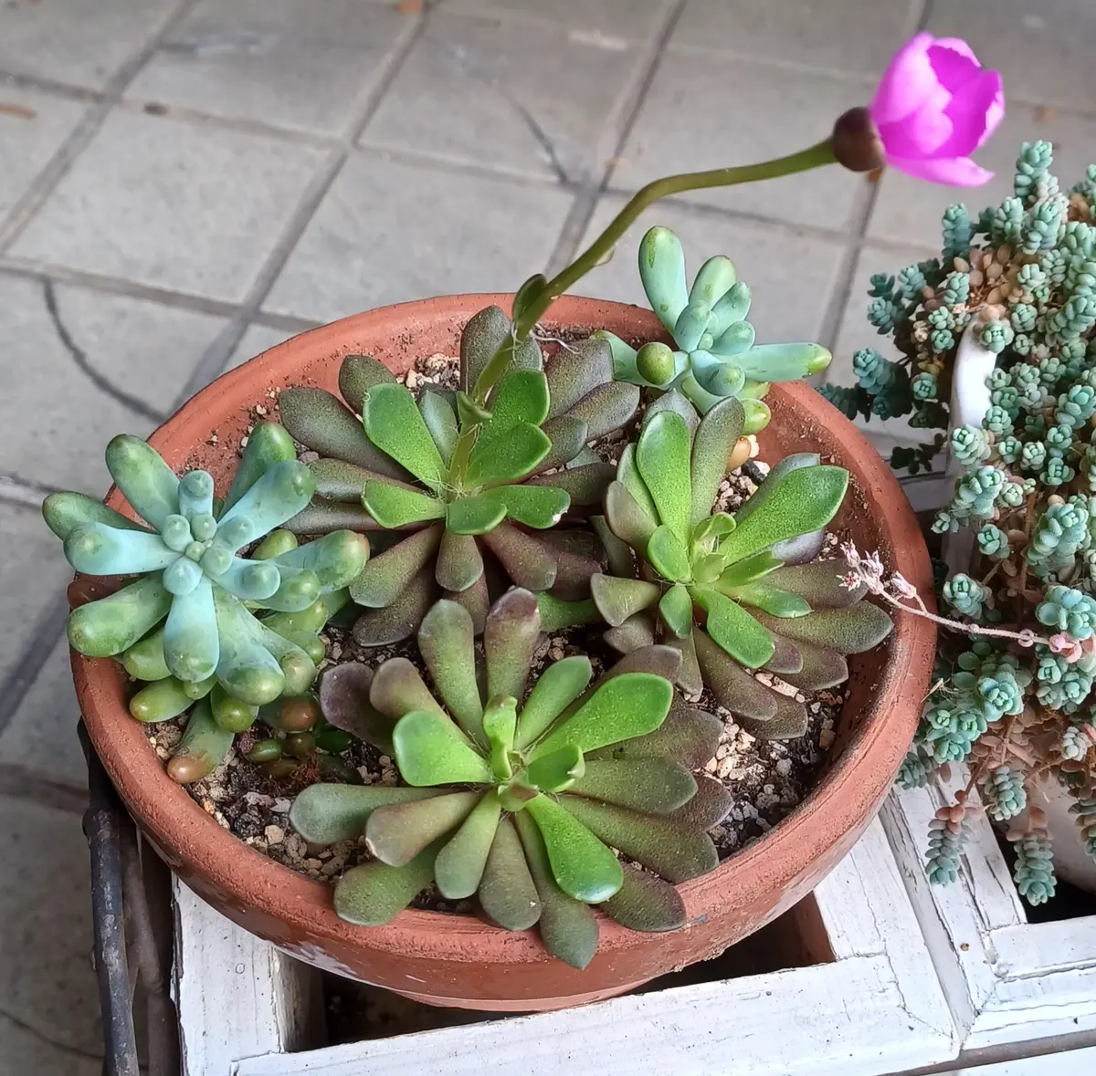 多肉植物 桜吹雪?初めて咲いた|園芸日記byハナトイチ 多肉植物 桜吹雪?初めて咲いた|園芸日記byハナトイチ