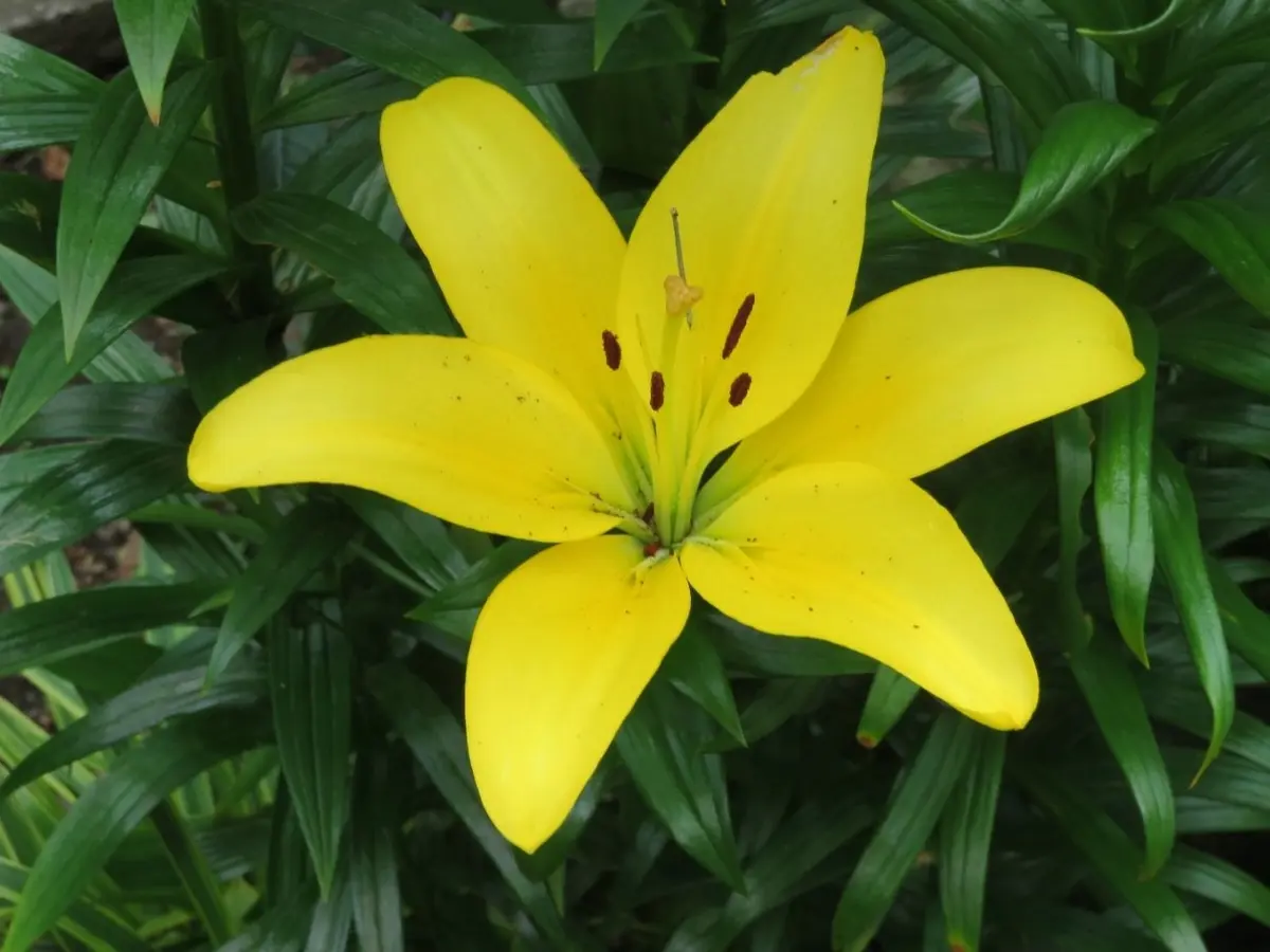 よく咲く黄色いユリ<オリエンタルリリー>の花｜園芸日記by 