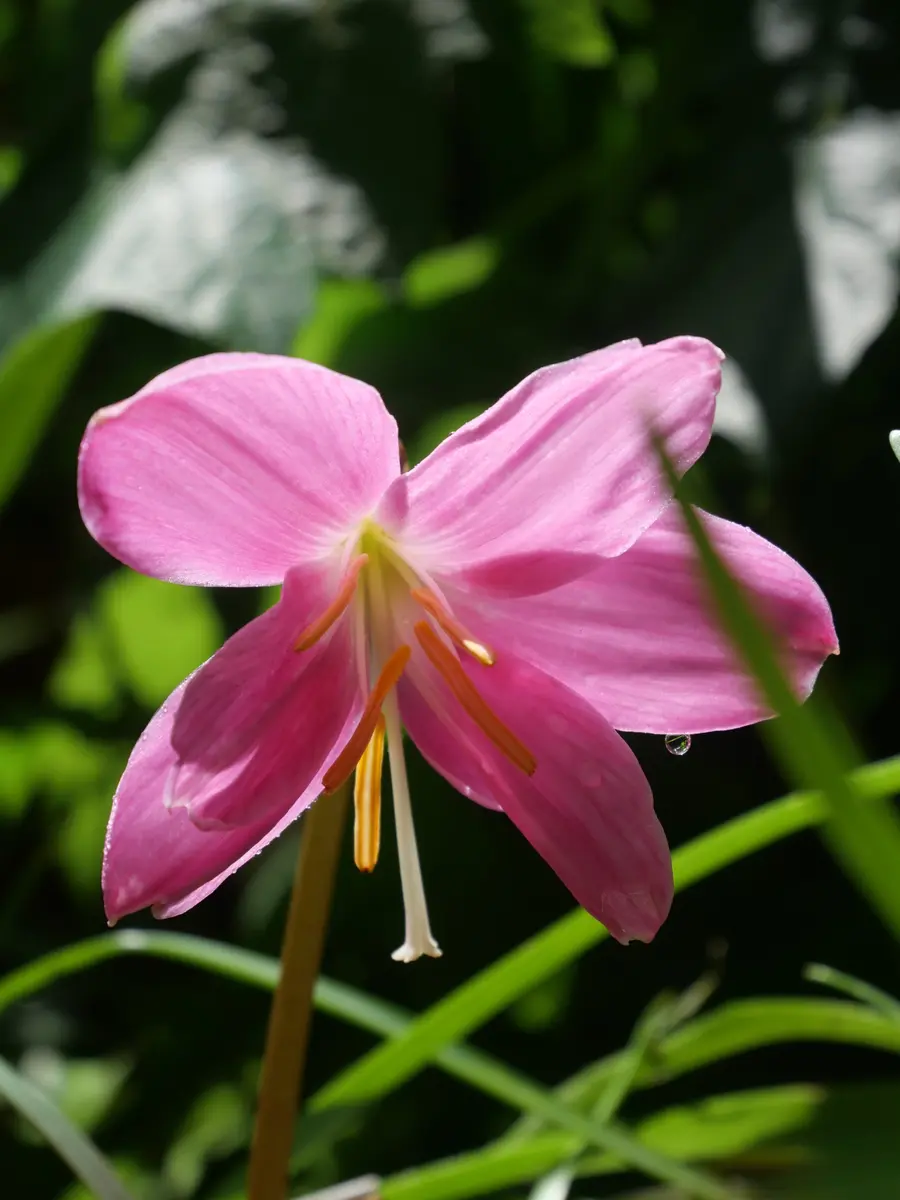 庭だより〜ピンクのお花たち｜園芸日記byおれんじぺこ｜みんなの