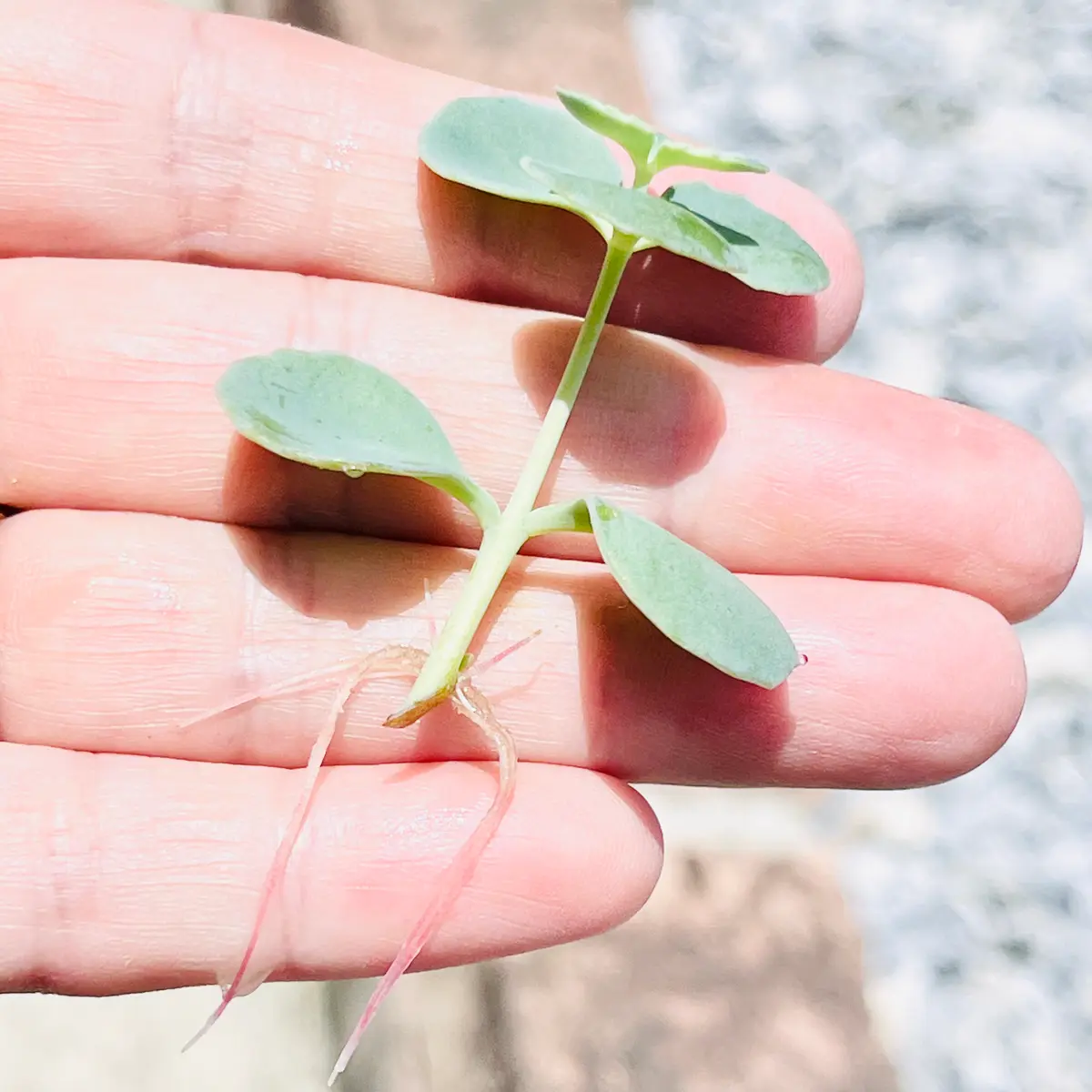 ミセバヤの挿し芽🎵｜園芸日記bymasaさん｜みんなの趣味の園芸