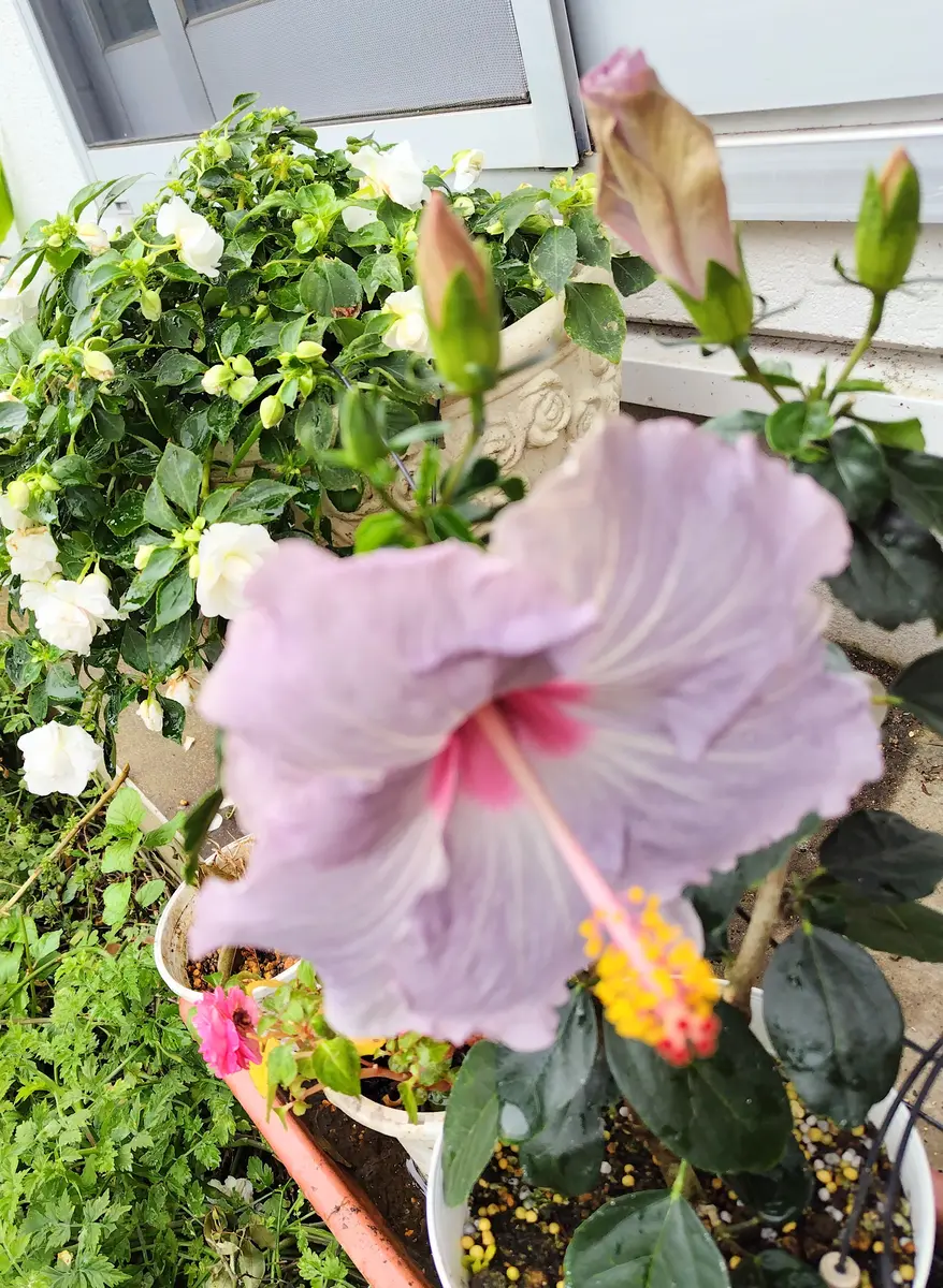 薄紫のハイビスカス｜園芸日記byjictenko｜みんなの趣味の園芸｜1218381