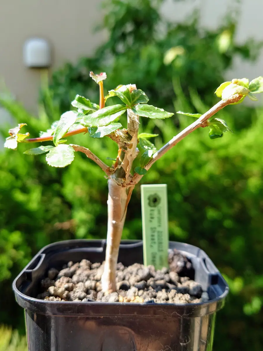 ペリペリ感がたまらない、コミフォラ・クアさん。｜園芸日記