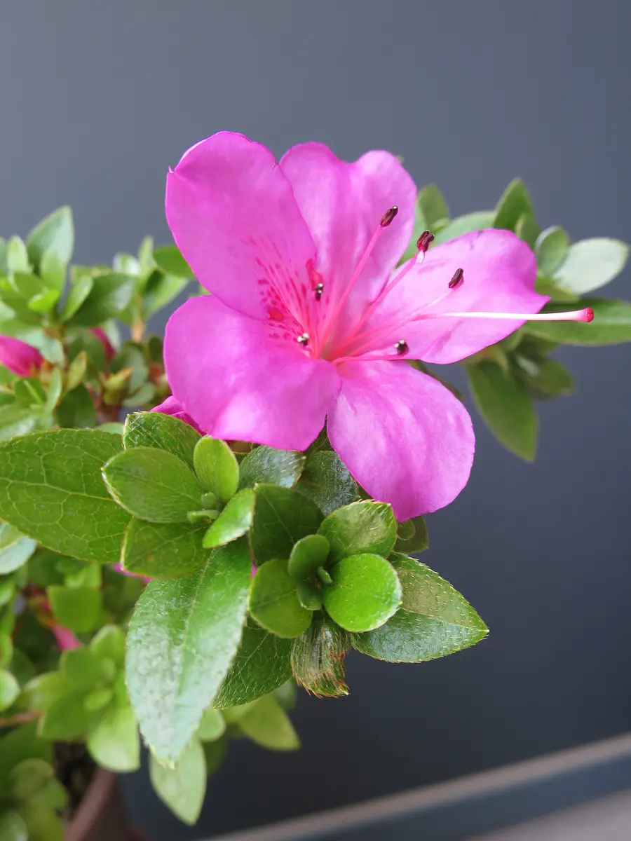 サツキ 去年は八重咲きでした｜園芸日記byたまはな｜みんなの趣味の