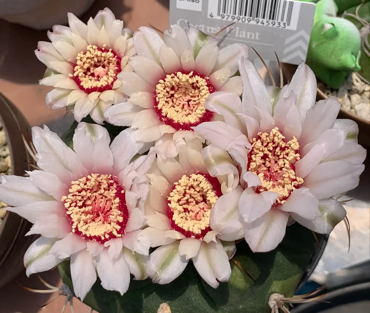 100均のサボテン🌵｜園芸日記byもっとん｜みんなの趣味の園芸｜1218901