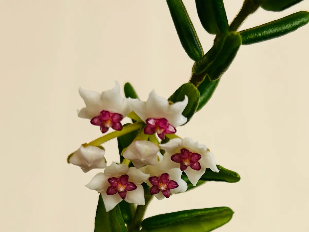 ホヤ　エングリアナ抜き苗 ホヤ エングレリアナ｜園芸日記by浦桜｜みんなの趣味の園芸｜1218933