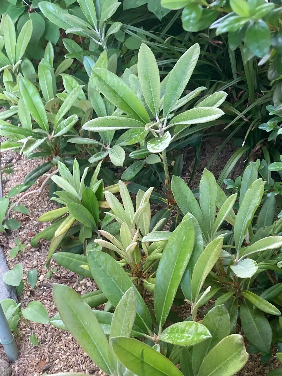 実生シャクナゲ急に大きく｜園芸日記byemmanuel｜みんなの趣味の園芸