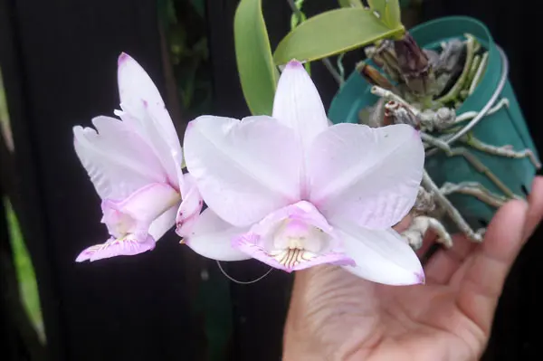 カトレア　洋ラン　ノビリオール　，セミアルバ　香り有り カトレア 洋ラン ノビリオール ，セミアルバ 香り有り