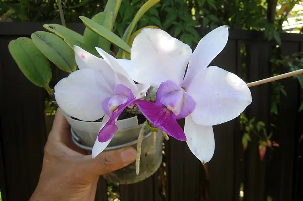 ミニカトレア/ノビリオール、アマリエ｜園芸日記byzorovivi｜みんなの