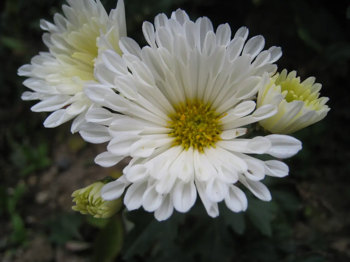 白菊｜園芸日記by華｜みんなの趣味の園芸｜121940