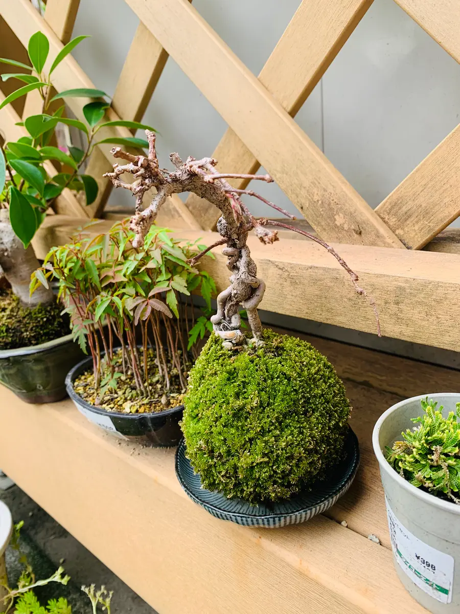 五色蔦(希少品) 五色蔦(希少品)