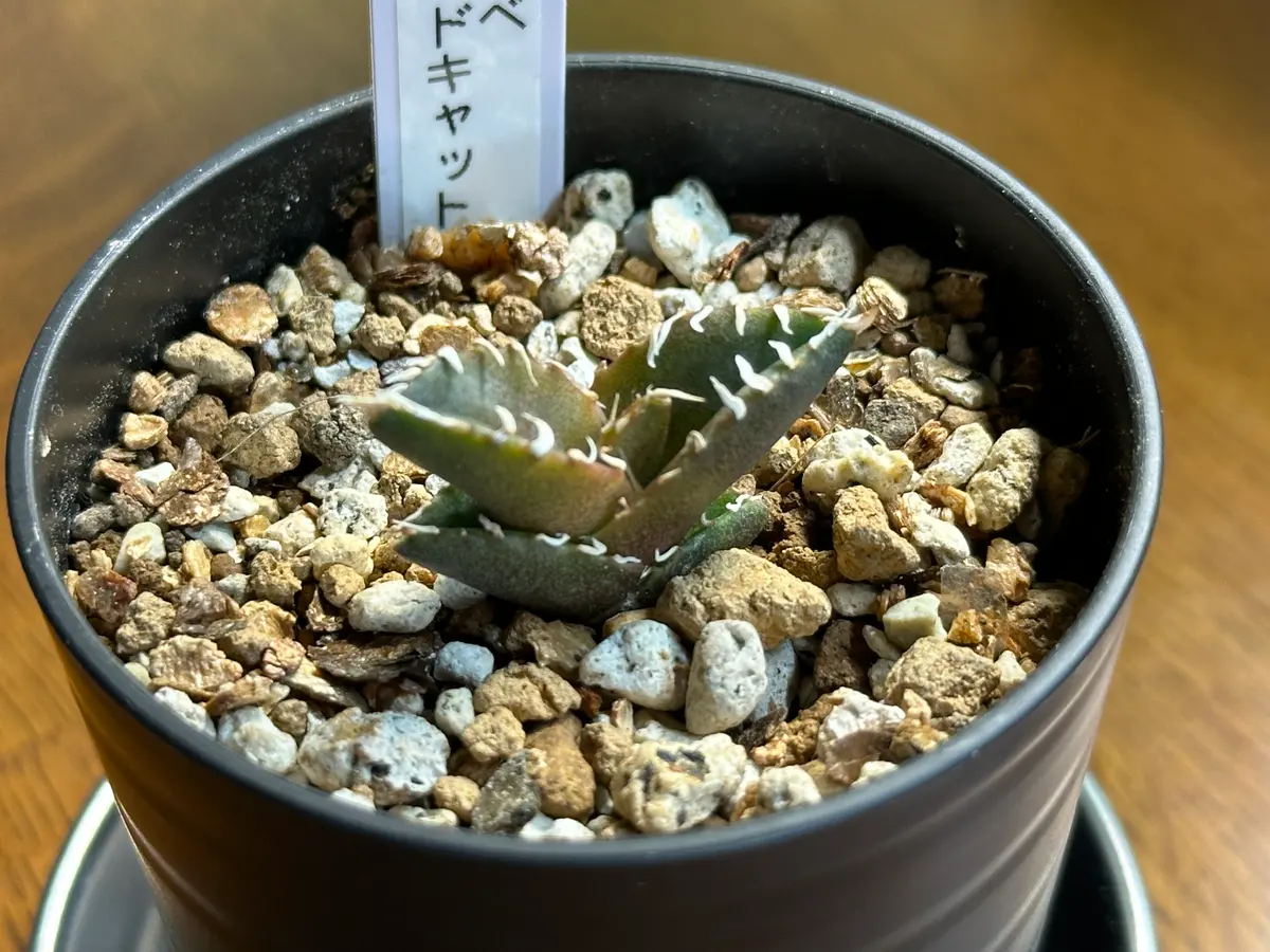 アガベ・レッドキャットウィーズル｜園芸日記byks4989｜みんなの趣味の  