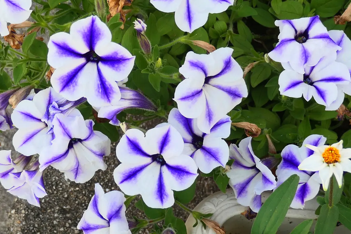 るりいろ風ぐるま サントリーフラワーズ サフィニアアート｜園芸日記by