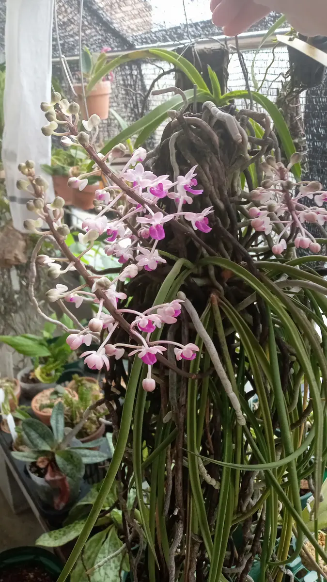 夏の 着生ラン セイデンファデニア ミトラタ 花芽付き 板付