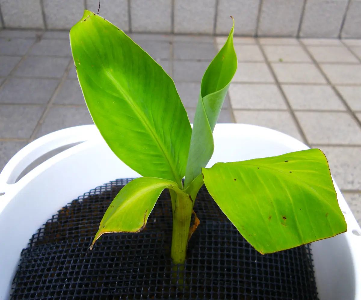 バナナ（1）： ムサドワーフ＜1＞｜園芸日記by団塊おやじ｜みんなの
