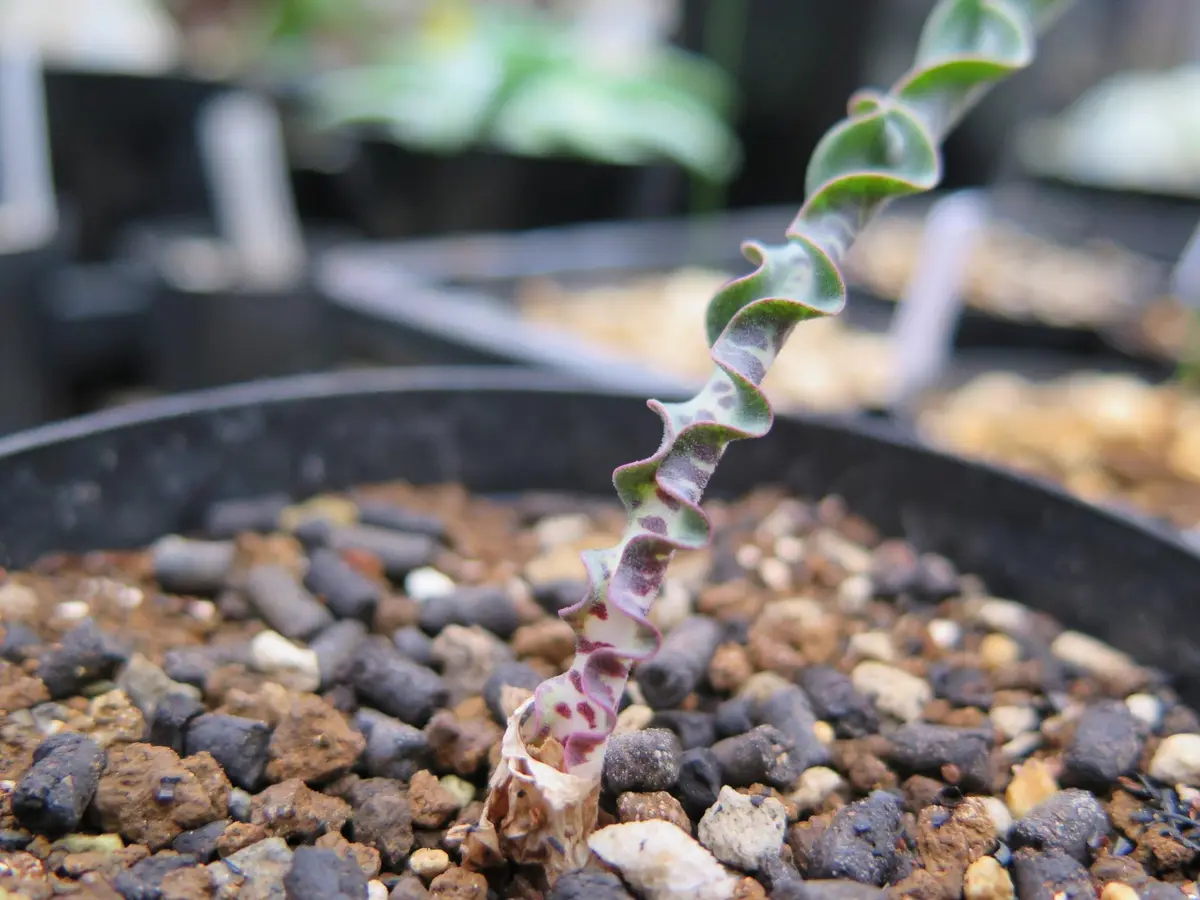 ハエマンサス クリスプス｜園芸日記byアヤセ｜みんなの趣味の園芸｜122018