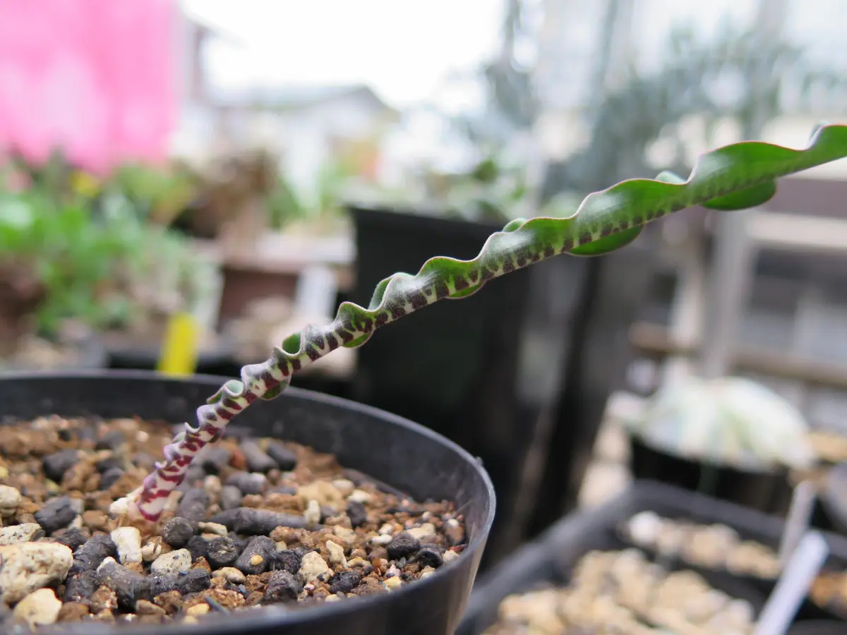 ハエマンサス クリスプス｜園芸日記byアヤセ｜みんなの趣味の園芸｜122018