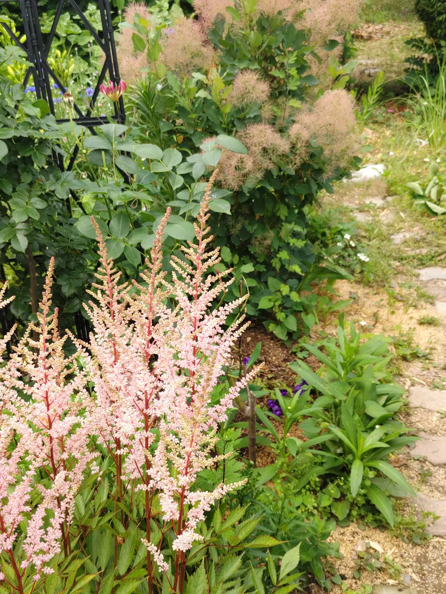 少し長く陽を浴びてみた🌿|園芸日記by虎吉|みんなの趣味の園芸 少し長く陽を浴びてみた🌿|園芸日記by虎吉|みんなの趣味の園芸
