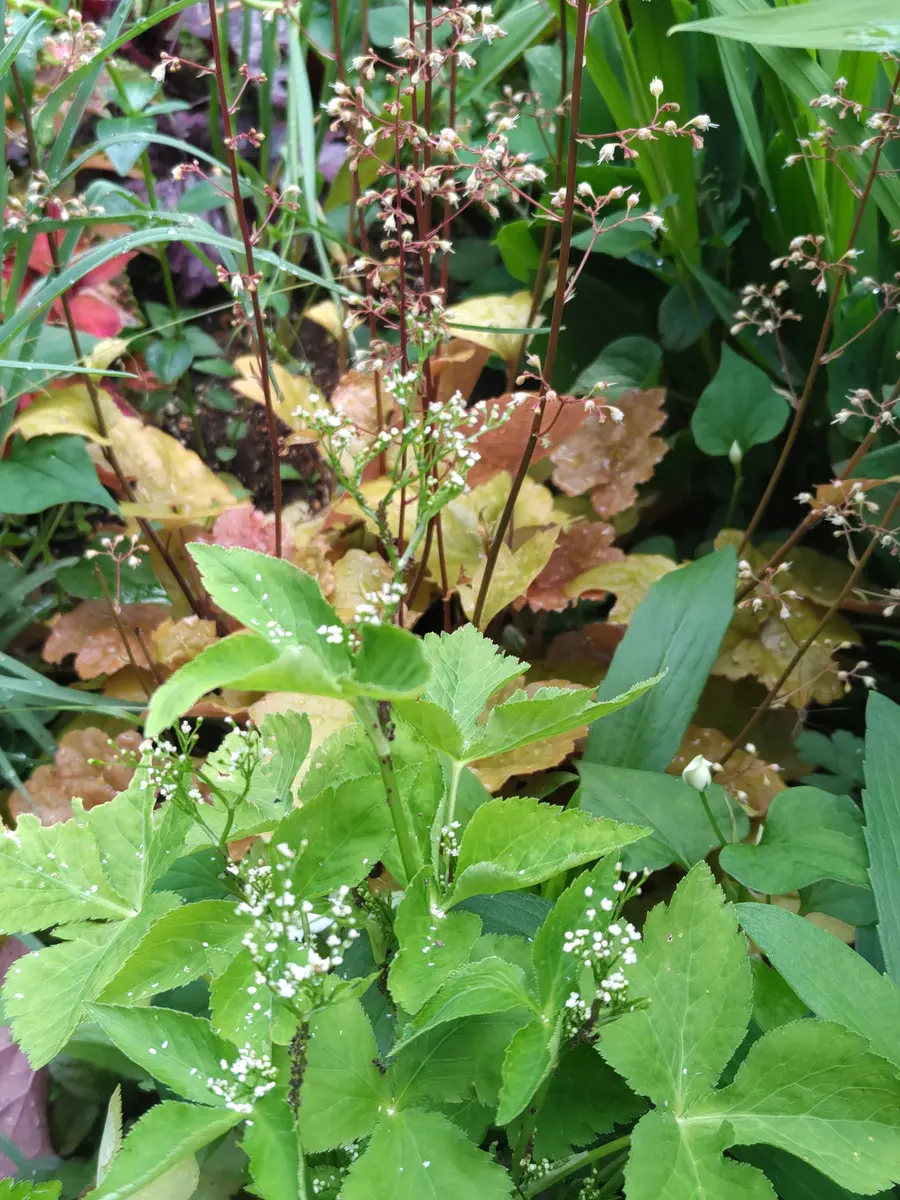 少し長く陽を浴びてみた🌿|園芸日記by虎吉|みんなの趣味の園芸 少し長く陽を浴びてみた🌿|園芸日記by虎吉|みんなの趣味の園芸