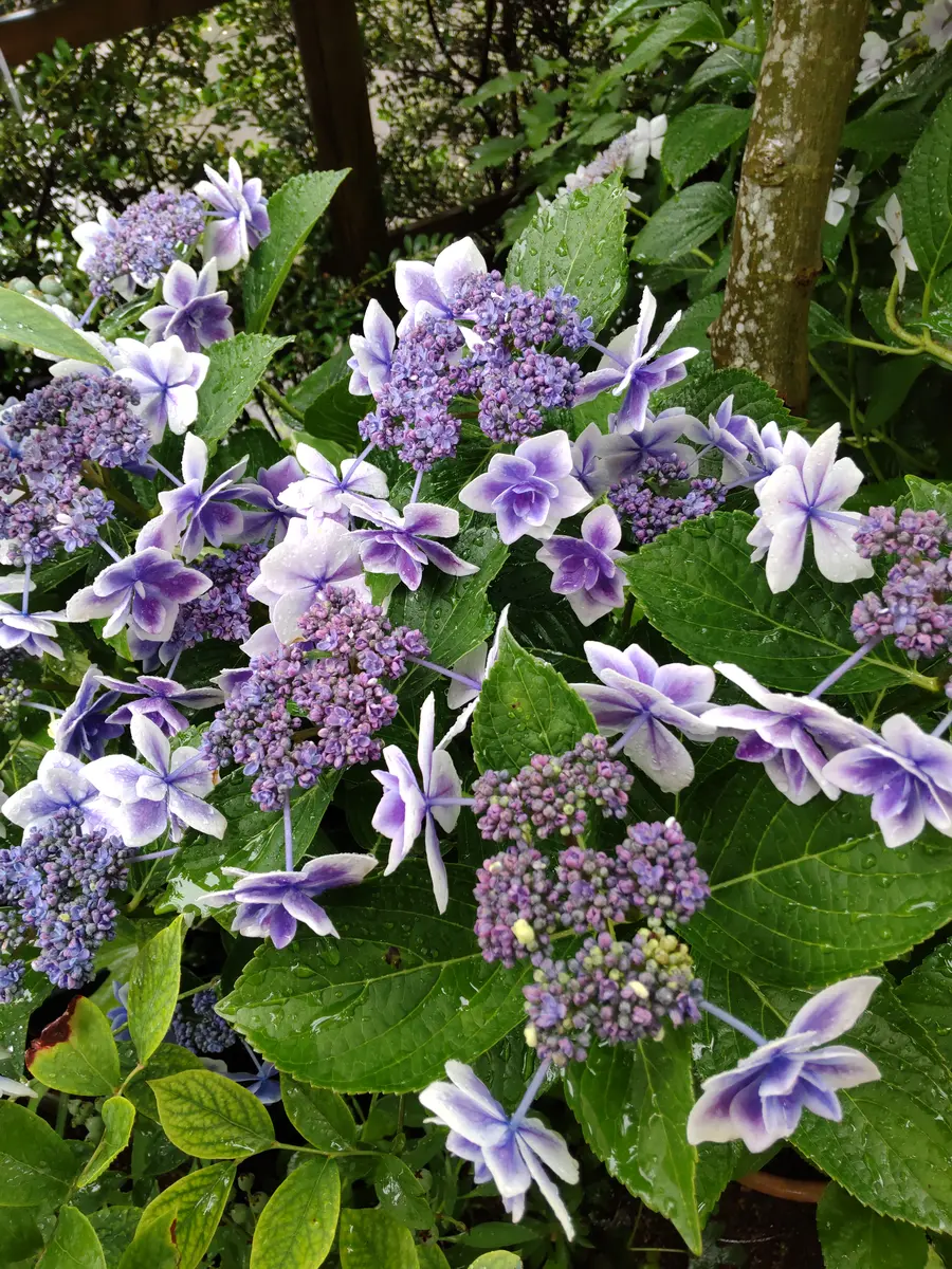 アジサイ　L10kg 楽天市場】アジサイ佳澄苗 あじさい苗 紫陽花苗 : 園芸百貨店