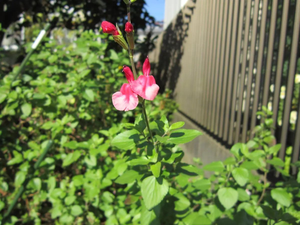 img_cache_d_122071_1_138457554