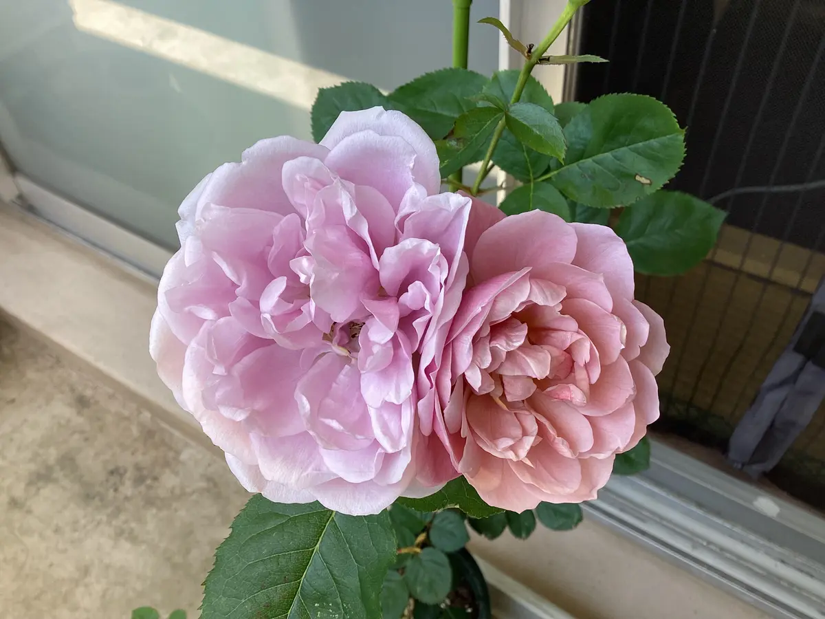 挿し木のバラ2年目 色が変わりますます正体不明です。｜園芸日記by和と