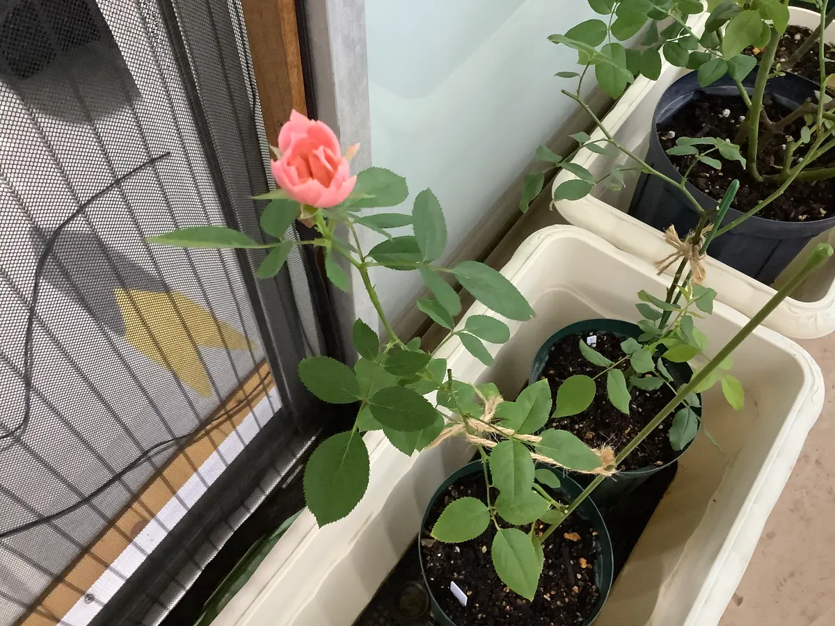 挿し木のバラ2年目 色が変わりますます正体不明です。｜園芸日記by和と