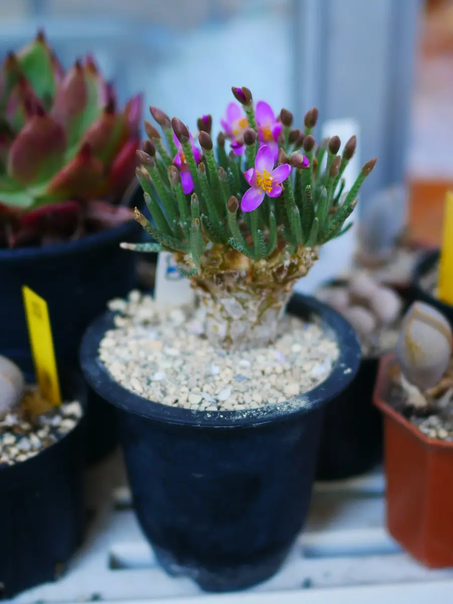 アボニアクイナリア｜園芸日記byうめ｜みんなの趣味の園芸｜1221192