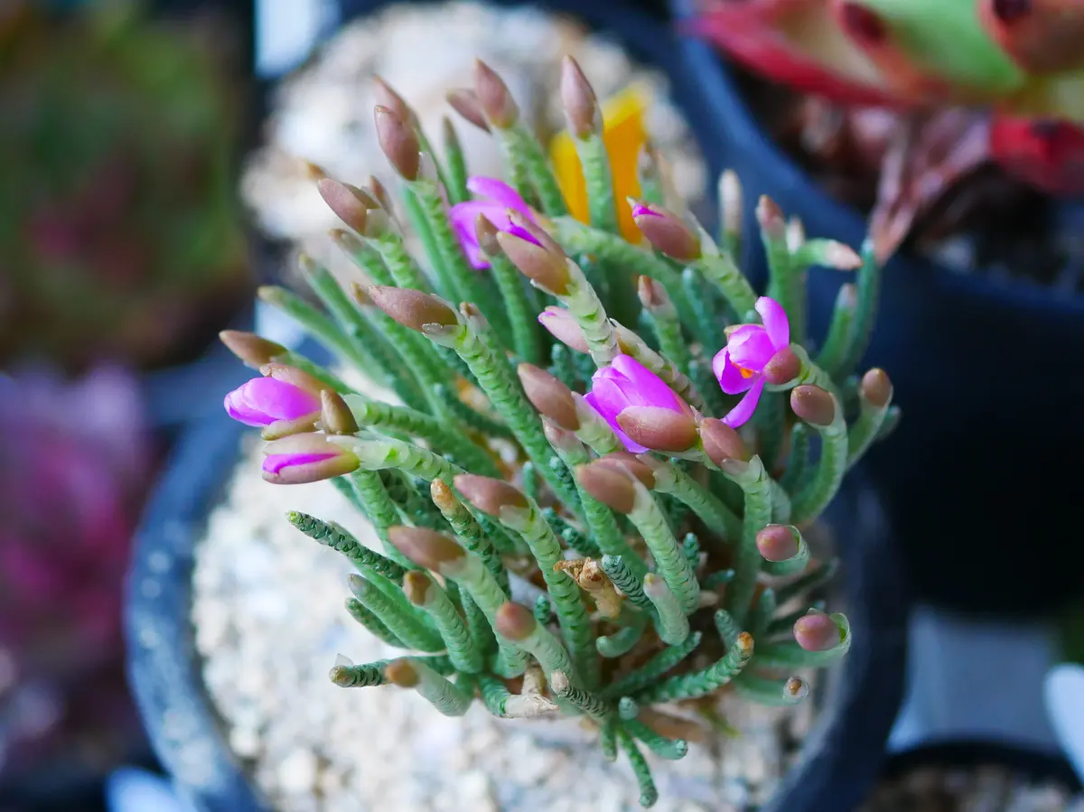 アボニアクイナリア｜園芸日記byうめ｜みんなの趣味の園芸｜1221192