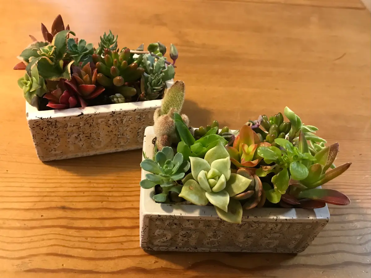 つぶつぶ寄せ植え｜園芸日記bykeichangarden｜みんなの趣味の園芸｜1221362