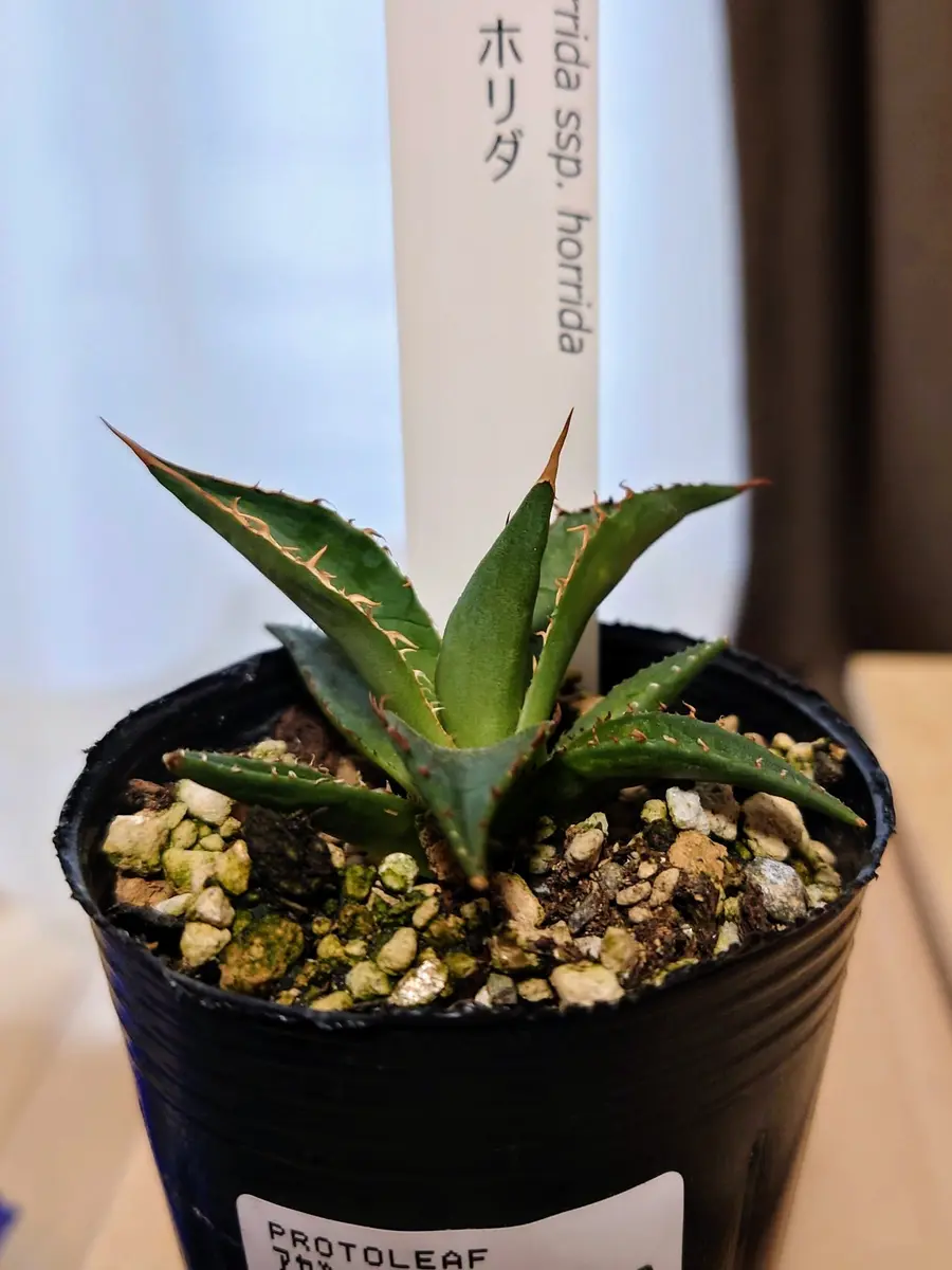 アガベ・ホリダさん、お引越し!|園芸日記byPlantskafka アガベ・ホリダさん、お引越し!|園芸日記byPlantskafka