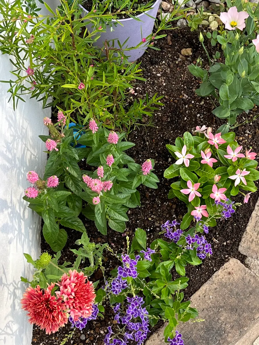 errer フランネルフラワー 土台付 筆記体 樹脂標本 植物標本 アンティーク errer フランネルフラワー 土台付 筆記体 樹脂標本 植物標本