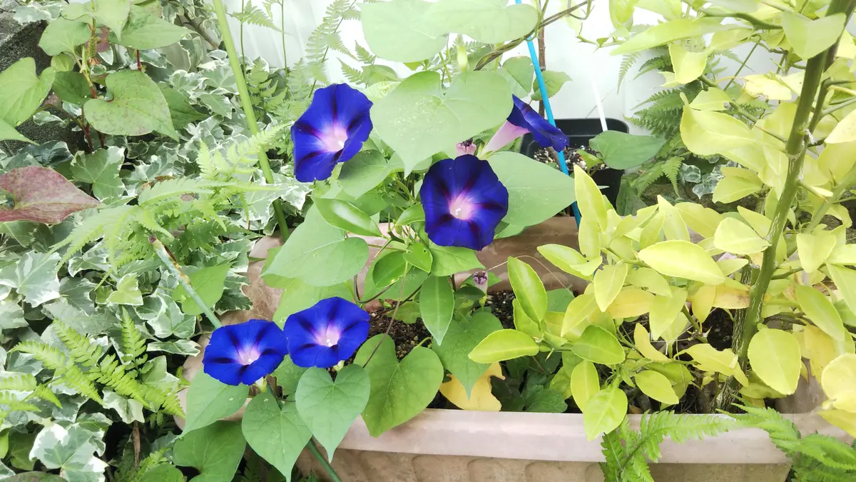 覆輪朝顔の初花｜園芸日記bywader2021｜みんなの趣味の園芸｜1221457