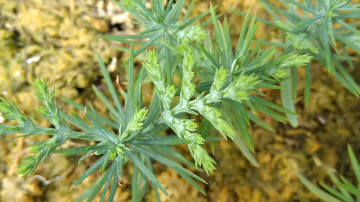 盆栽 コノテガシワ コノテガシワ - 植物図鑑 - エバーグリーン