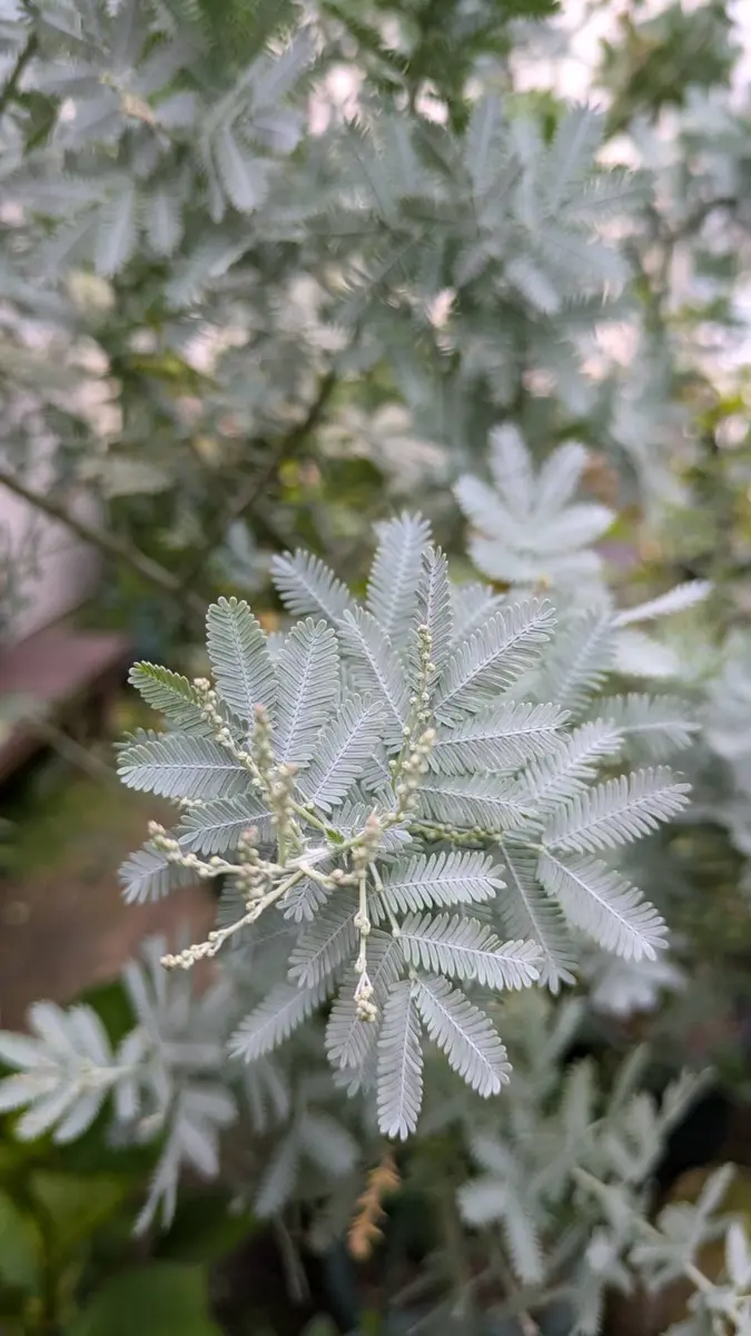お歳暮 ミモザ（ギンヨウアカシア）の花芽｜園芸日記byまつむし コニファー・針葉樹