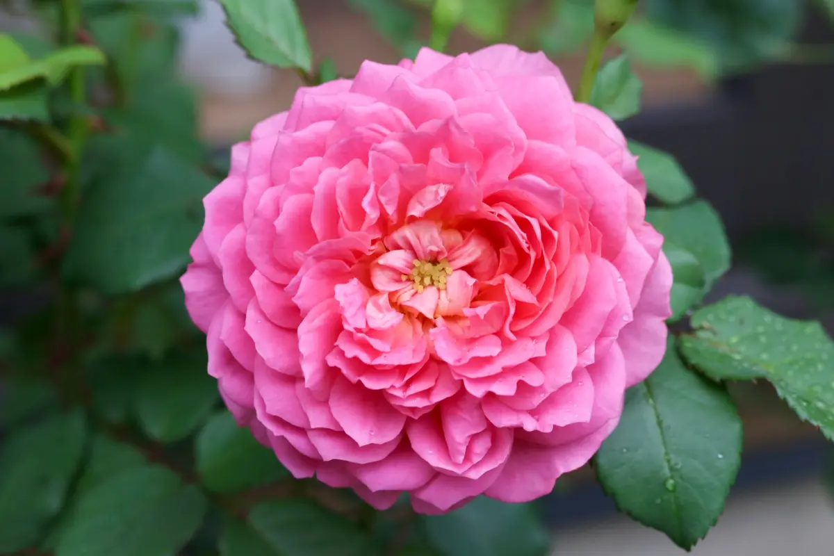 【新品】エマブリッジウォーター　オーバルディッシュ　プラター　薔薇　ローズ 新品】エマブリッジウォーターオーバルディッシュプラター薔薇ローズ